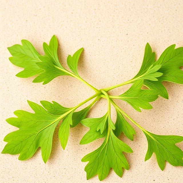 Ginkgo Biloba